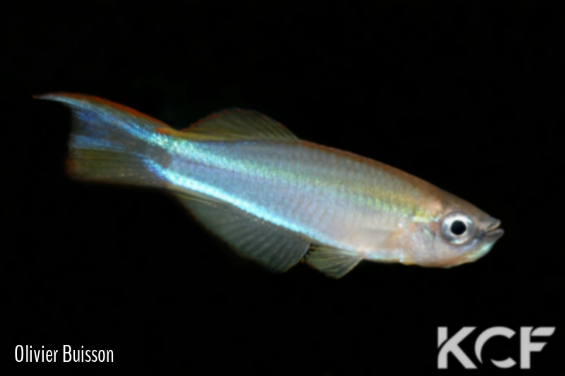 Plataplochilus aff. mimus No Ayong GLC 12 male adulte 