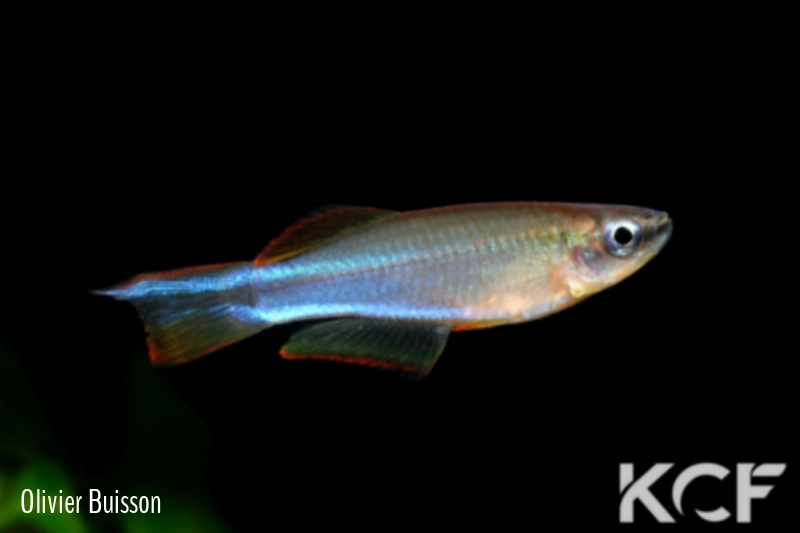 Plataplochilus aff. mimus No Ayong GLC 13 male adulte 