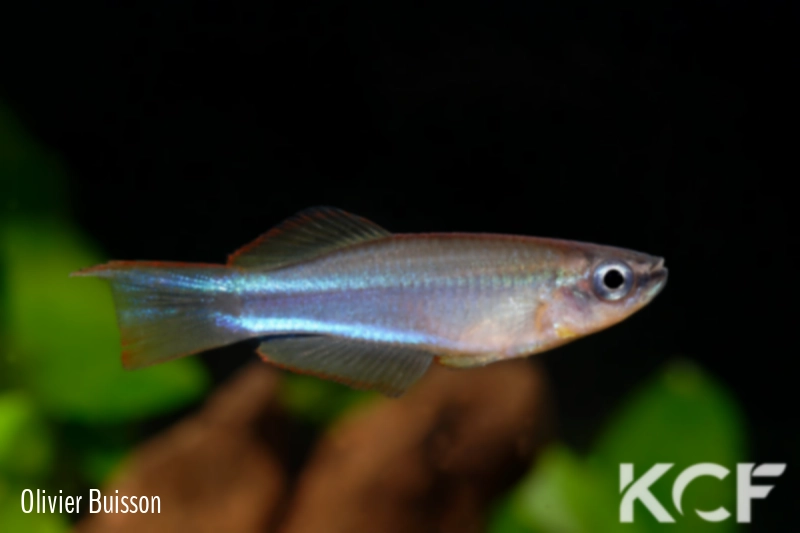 Plataplochilus aff. mimus No Ayong GLC 13 male adulte 