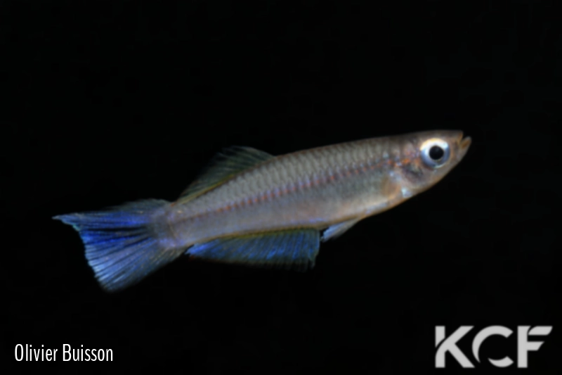 Plataplochilus aff. pulcher Engong Kouamé GLC 13 male adulte 