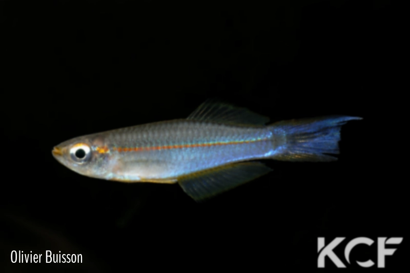 Plataplochilus aff. pulcher Engong Kouamé GLC 13 male adulte 