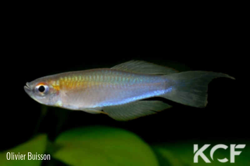 Plataplochilus aff. triangularis Gare d