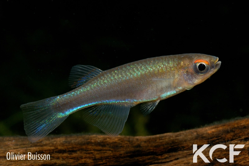 Plataplochilus sp. Doumanga RDCC 14 male adulte 