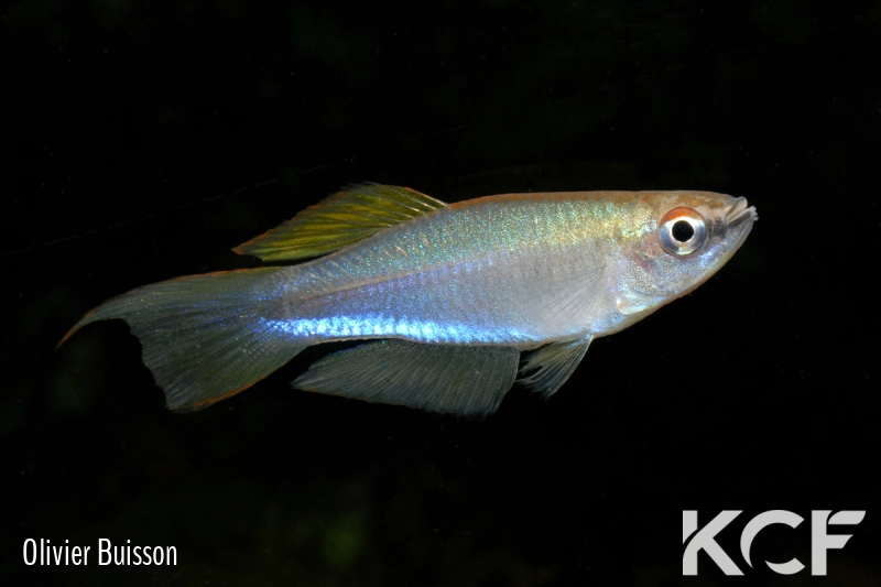 Plataplochilus sp. Kango GLC 14 male adulte 