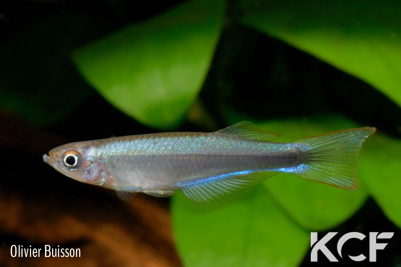 Plataplochilus sp. Zamata - Est Ndjolé GCC 14 male adulte 