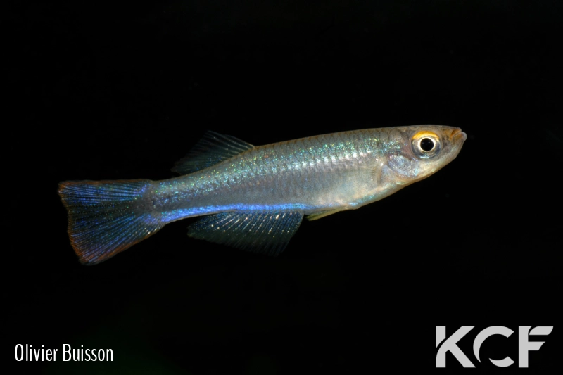 Plataplochilus sp. Zamata - Est Ndjolé GCC 14 male adulte 