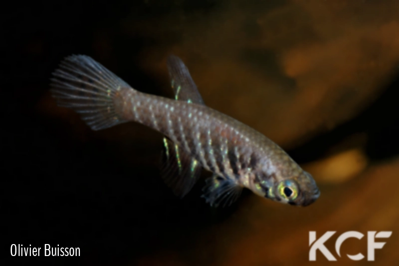 Plesiolebias filamentosus  male adulte 