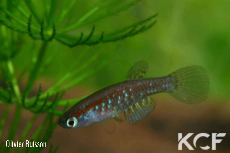 Plesiolebias canabravensis BSFS 08-07 male adulte 