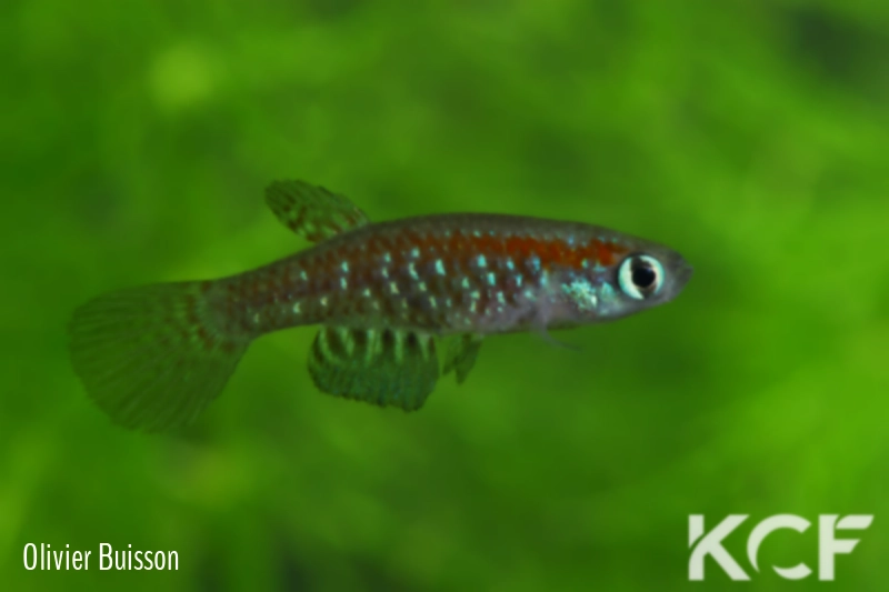 Plesiolebias canabravensis BSFS 08-07 male adulte 