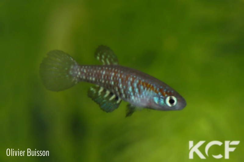 Plesiolebias canabravensis BSFS 08-07 male adulte 