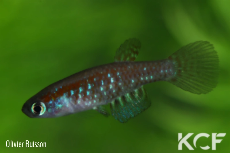 Plesiolebias canabravensis BSFS 08-07 male adulte 