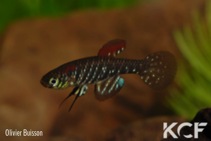 Plesiolebias lacerdai  male adulte 