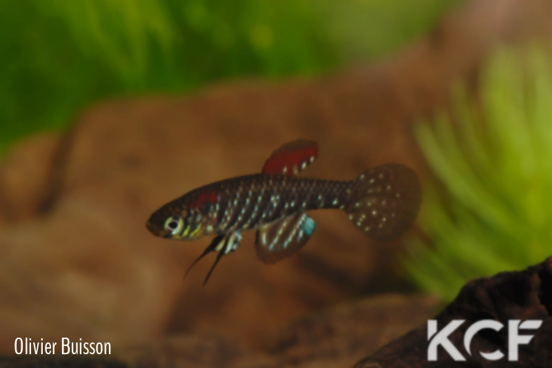 Plesiolebias lacerdai  male adulte 