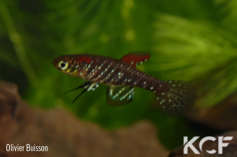 Plesiolebias lacerdai  male adulte 