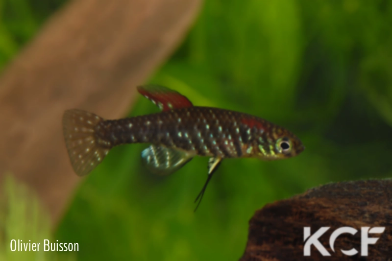 Plesiolebias lacerdai  male adulte 