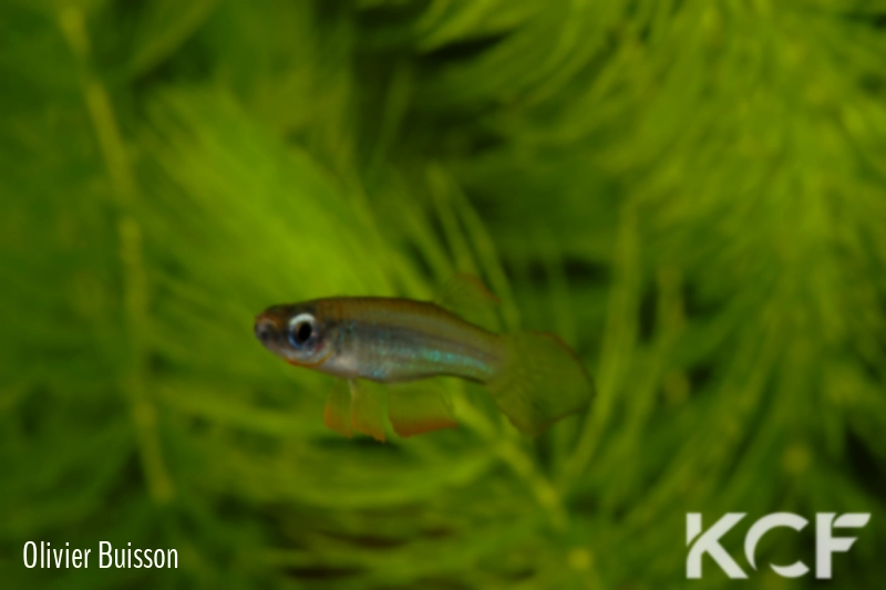 Poropanchax rancureli  male adulte 