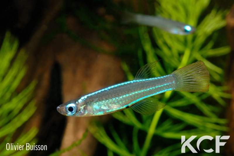 Poropanchax stigmatopygus Ndonga ADGP 11-01 male adulte 