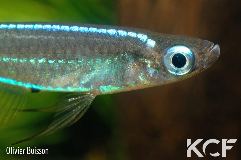 Poropanchax stigmatopygus Ndonga ADGP 11-01 male adulte 