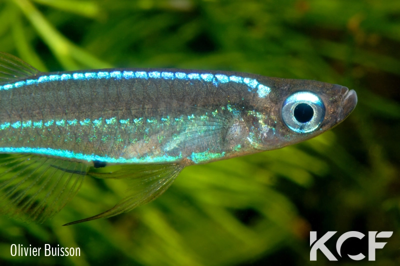 Poropanchax stigmatopygus Ndonga ADGP 11-01 male adulte 