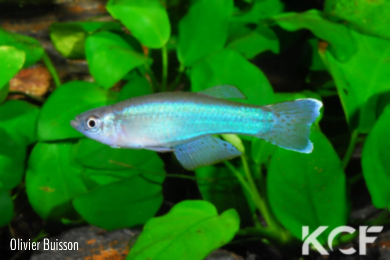 Procatopus aberrans CI male adulte 