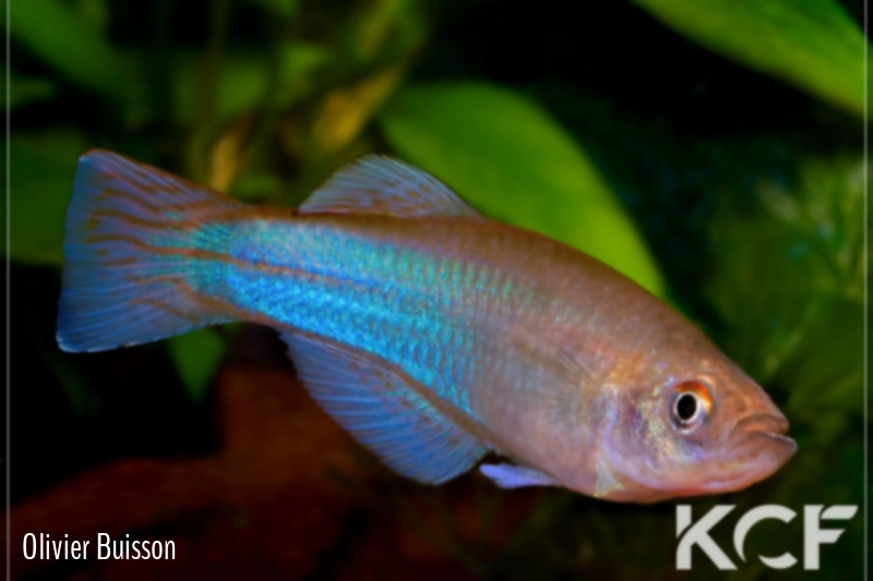 Procatopus aberrans Ossing male adulte 