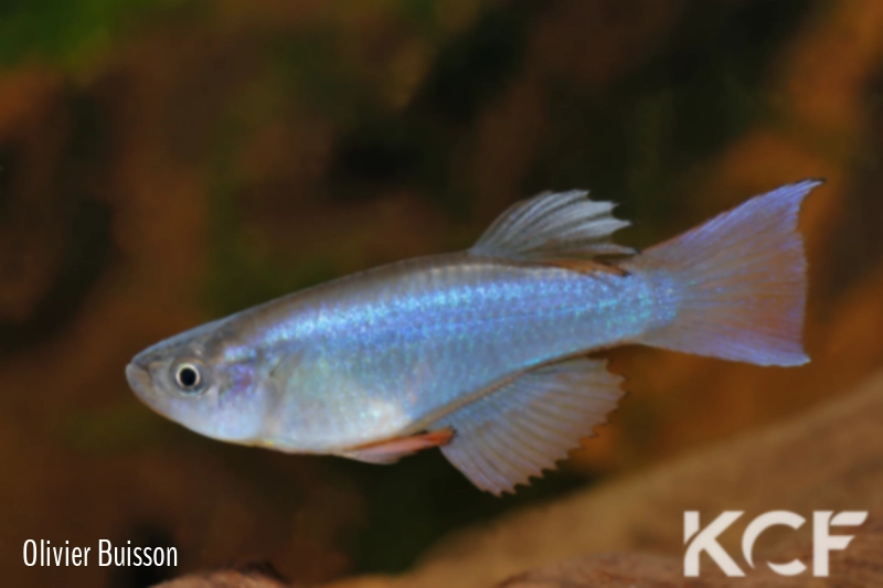 Procatopus aberrans Ossing male adulte 