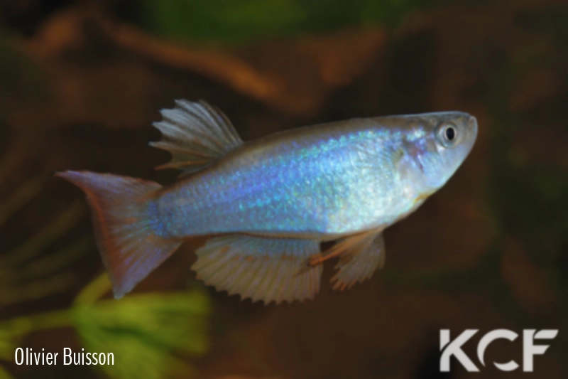 Procatopus aberrans Ossing male adulte 