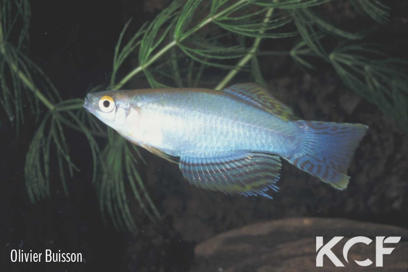 Procatopus nototaenia Fifinda CBL 01-16 male adulte 