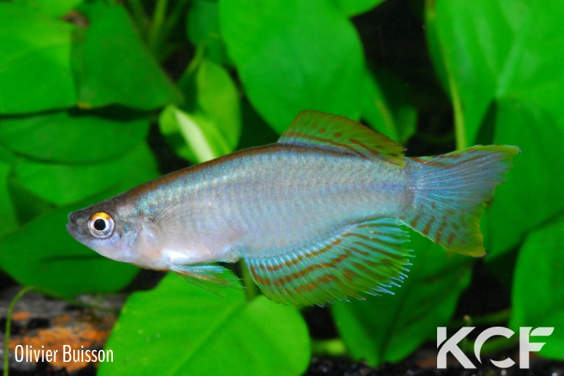 Procatopus nototaenia Fifinda CBL 01-16 male adulte 