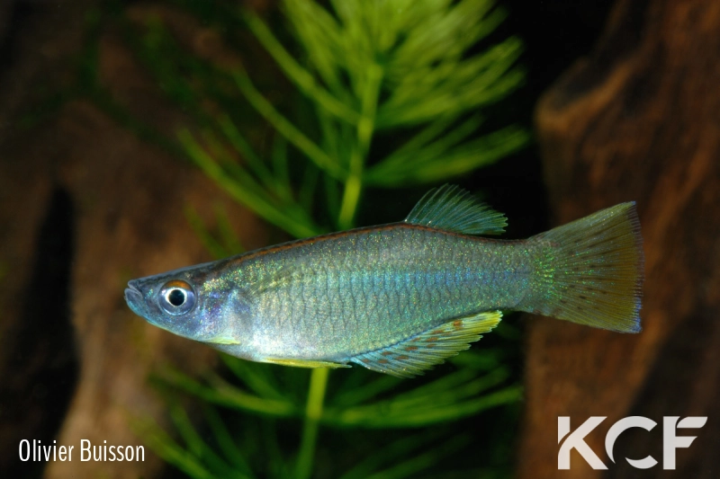 Procatopus nototaenia Lockbadjeck ADGP 11-20 male adulte 