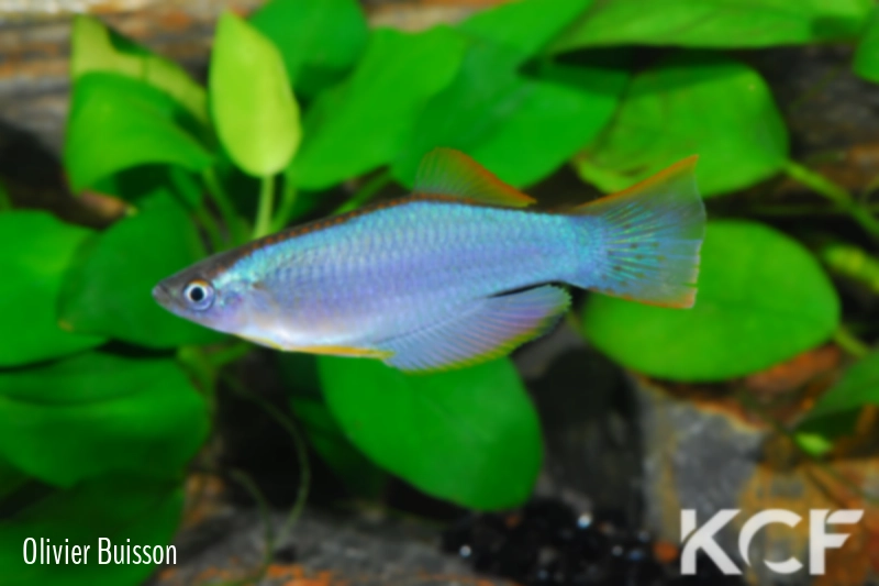 Procatopus similis Kumba GPE 90-03 male adulte 