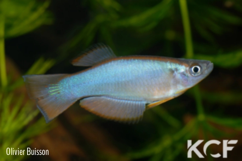 Procatopus similis Muyuka ABDK 10-416 male adulte 