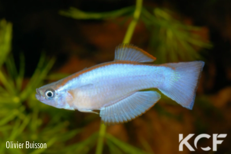 Procatopus similis Muyuka ABDK 10-416 male adulte 