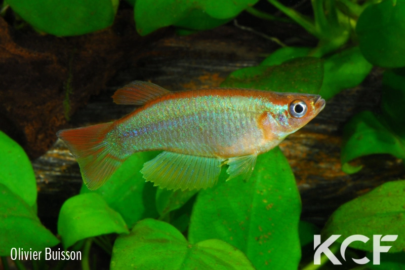 Procatopus sp. Moungue-Bela ABK 07-175 male adulte 