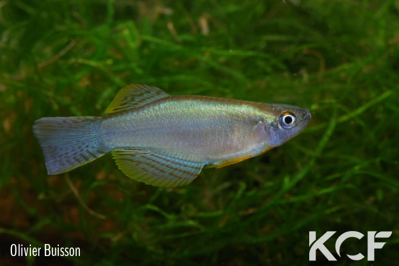 Procatopus sp. Yabassi CI 09 male adulte 