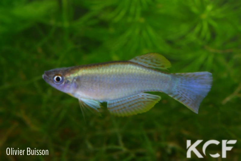 Procatopus sp. Yabassi CI 09 male adulte 