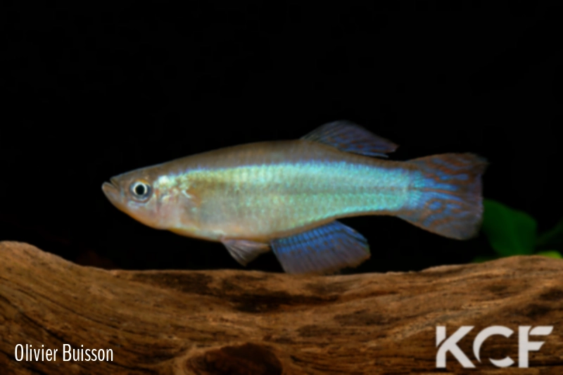 Procatopus sp. Akwen ADL 13-27 male adulte 