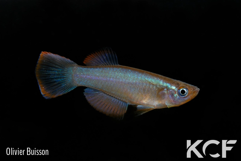 Procatopus sp. Akwen ADL 13-27 male adulte 