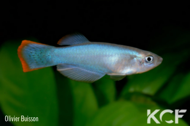 Procatopus similis Kekem ADL 13-01 male adulte 