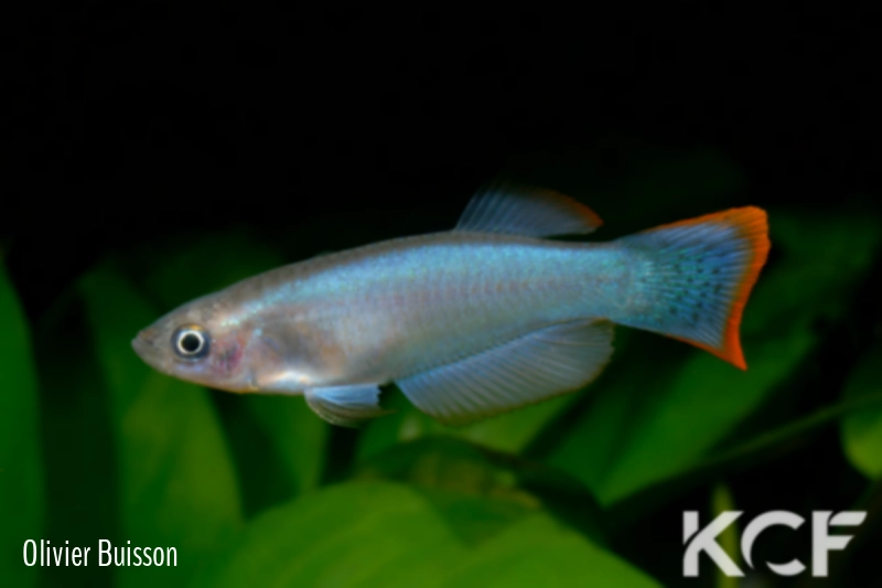 Procatopus similis Kekem ADL 13-01 male adulte 