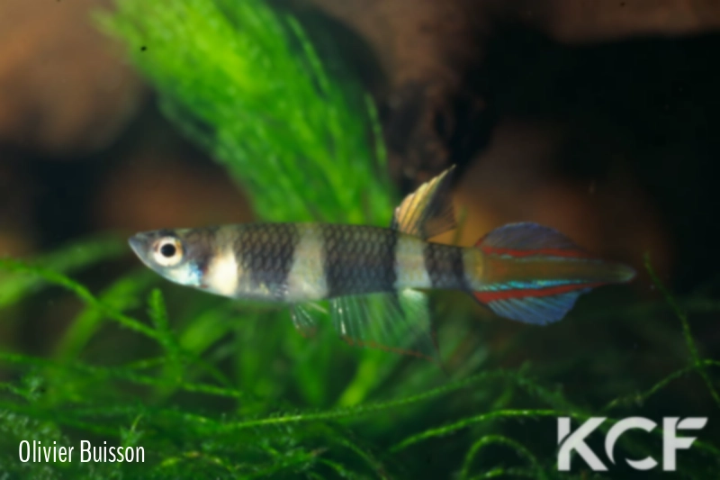 Pseudepiplatys annulatus Fandié GRCH 93-241 male adulte 