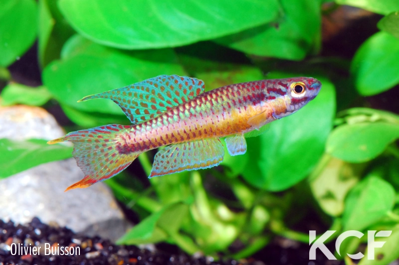 Aphyo. Chromaphyosemion punctulatum Bibabimvoto CMM 22 male adulte 