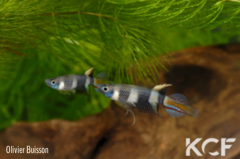 Pseudepiplatys annulatus Maboshi SLCD 84-32 male adulte 