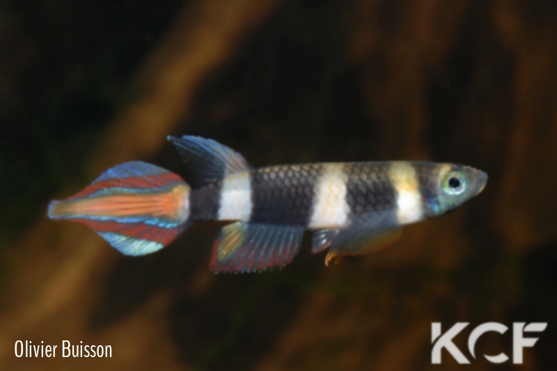 Pseudepiplatys annulatus Monrovia male adulte 