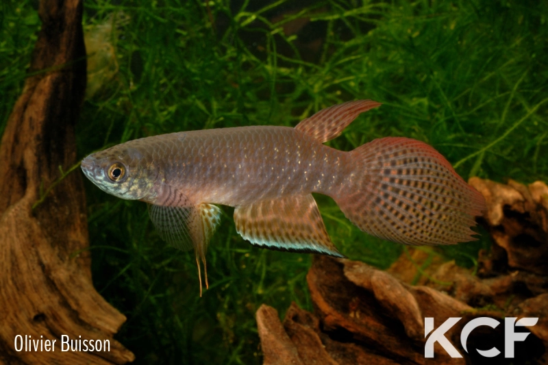 Pterolebias longipinnis El Fortin Libertad BFB 12-11 male adulte 