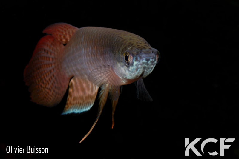 Pterolebias longipinnis El Fortin Libertad BFB 12-11 male adulte 