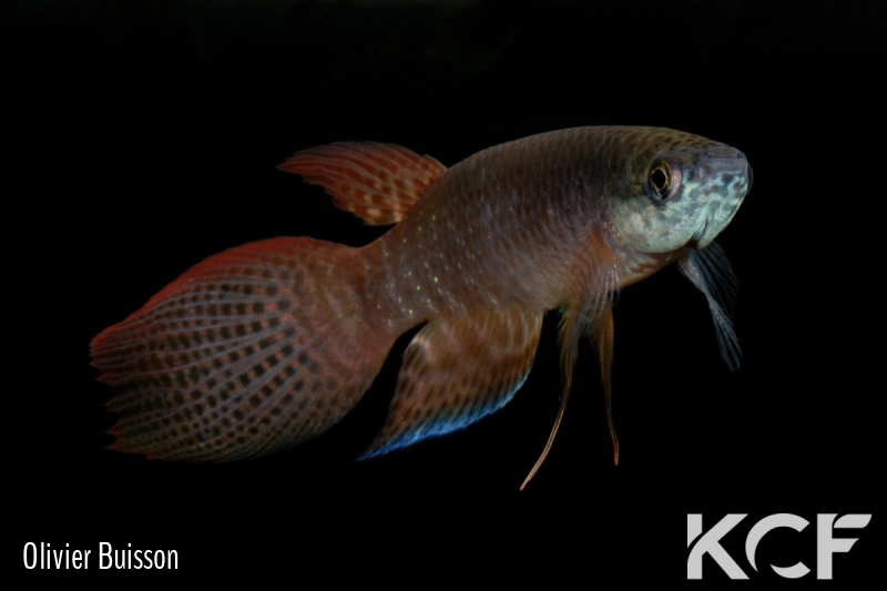 Pterolebias longipinnis El Fortin Libertad BFB 12-11 male adulte 