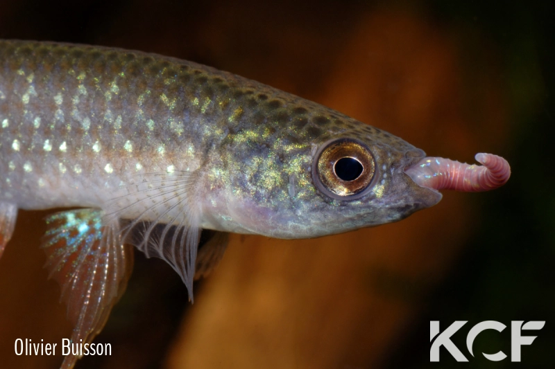 Pterolebias longipinnis Cuiabà BIF BR 11-03 male adulte 