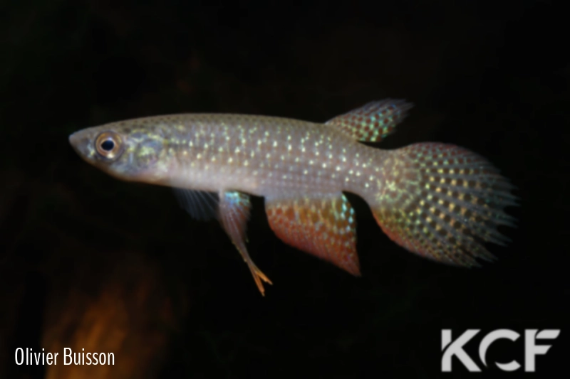 Pterolebias longipinnis Cuiabà BIF BR 11-03 male adulte 