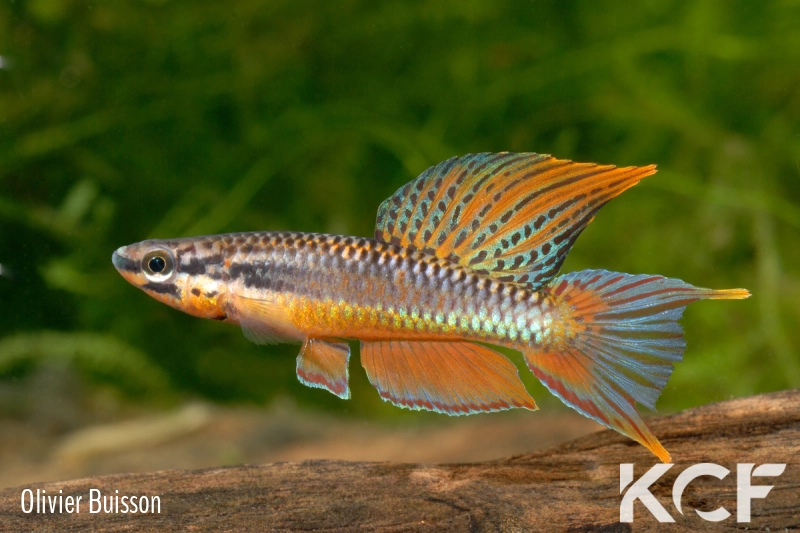 Aphyo. Chromaphyosemion rubrogaster Niengué GLC 14 male adulte 